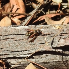 Polistes (Polistes) chinensis at Fyshwick, ACT - 18 Apr 2019 12:17 PM