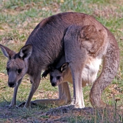 Macropus giganteus (Eastern Grey Kangaroo) at Jerrabomberra Wetlands - 18 Apr 2019 by RodDeb