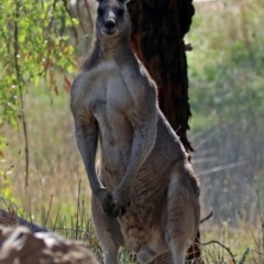 Macropus giganteus at Fyshwick, ACT - 18 Apr 2019 12:25 PM