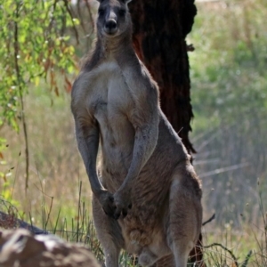 Macropus giganteus at Fyshwick, ACT - 18 Apr 2019