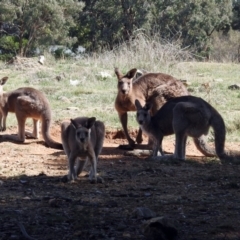 Macropus giganteus at Fyshwick, ACT - 18 Apr 2019