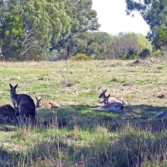 Macropus giganteus at Fyshwick, ACT - 18 Apr 2019