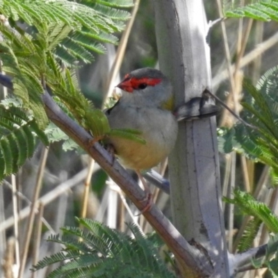 Neochmia temporalis (Red-browed Finch) at Jerrabomberra Wetlands - 18 Apr 2019 by RodDeb