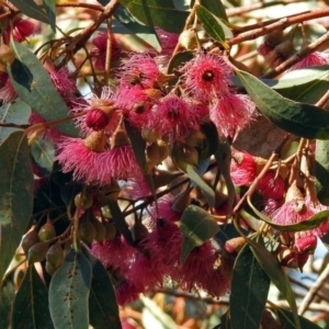 Eucalyptus leucoxylon at Jerrabomberra Wetlands - 18 Apr 2019