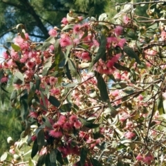 Eucalyptus leucoxylon at Jerrabomberra Wetlands - 18 Apr 2019 12:15 PM