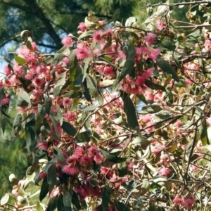 Eucalyptus leucoxylon at Jerrabomberra Wetlands - 18 Apr 2019