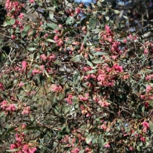 Eucalyptus leucoxylon at Jerrabomberra Wetlands - 18 Apr 2019 12:15 PM