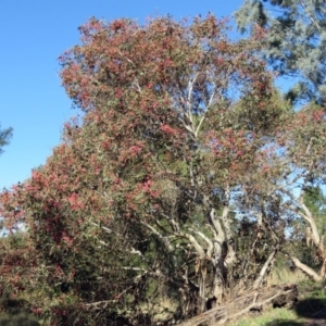 Eucalyptus leucoxylon at Fyshwick, ACT - 18 Apr 2019