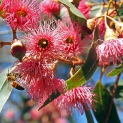 Eucalyptus leucoxylon at Jerrabomberra Wetlands - 18 Apr 2019 12:15 PM