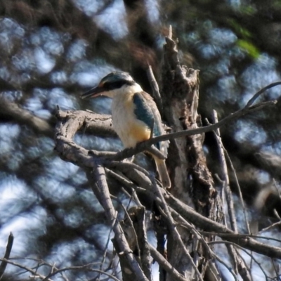 Todiramphus sanctus (Sacred Kingfisher) at Jerrabomberra Wetlands - 18 Apr 2019 by RodDeb