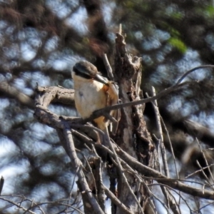 Todiramphus sanctus at Fyshwick, ACT - 18 Apr 2019 11:28 AM