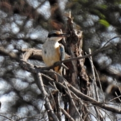 Todiramphus sanctus at Fyshwick, ACT - 18 Apr 2019 11:28 AM