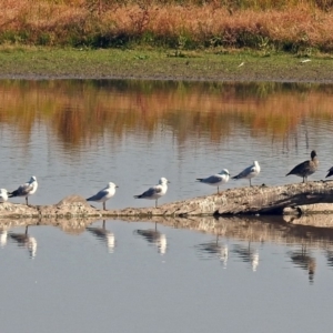 Chroicocephalus novaehollandiae at Fyshwick, ACT - 18 Apr 2019