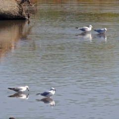 Chroicocephalus novaehollandiae at Fyshwick, ACT - 18 Apr 2019