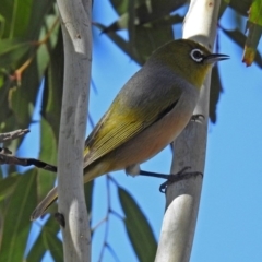 Zosterops lateralis (Silvereye) at Fyshwick, ACT - 18 Apr 2019 by RodDeb