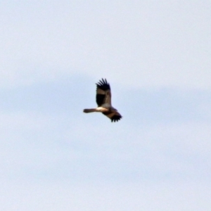 Haliastur sphenurus at Fyshwick, ACT - 18 Apr 2019