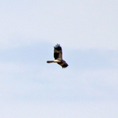 Haliastur sphenurus (Whistling Kite) at Fyshwick, ACT - 18 Apr 2019 by RodDeb