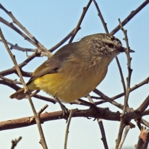 Acanthiza chrysorrhoa at Fyshwick, ACT - 18 Apr 2019 10:51 AM