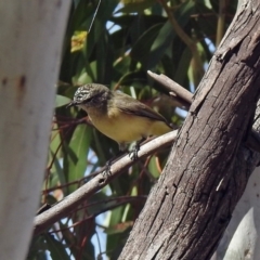 Acanthiza chrysorrhoa at Fyshwick, ACT - 18 Apr 2019 10:51 AM