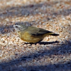 Acanthiza chrysorrhoa at Fyshwick, ACT - 18 Apr 2019