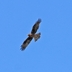 Hieraaetus morphnoides (Little Eagle) at Hume, ACT - 17 Apr 2019 by RodDeb