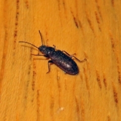 Meryx aequalis (Ulodid beetle) at Macarthur, ACT - 18 Apr 2019 by RodDeb