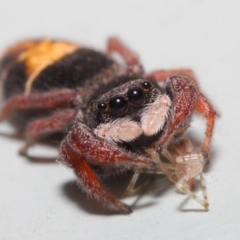 Apricia jovialis (Jovial jumping spider) at ANBG - 17 Apr 2019 by TimL