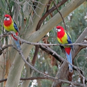 Platycercus eximius at Macarthur, ACT - 19 Apr 2019 08:40 AM