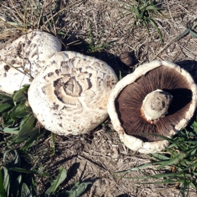 Agaricus sp. (Agaricus) at Fyshwick, ACT - 18 Apr 2019 by RodDeb