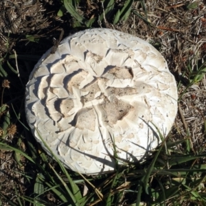 Agaricus sp. at Fyshwick, ACT - 18 Apr 2019 11:58 AM