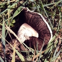 Agaricus sp. at Fyshwick, ACT - 18 Apr 2019
