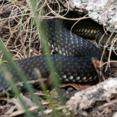 Austrelaps ramsayi (Highlands Copperhead) at Namadgi National Park - 18 Apr 2019 by SWishart