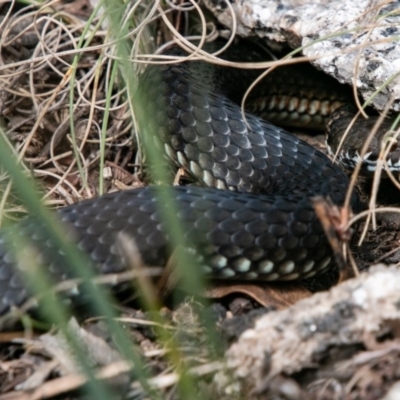 Austrelaps ramsayi (Highlands Copperhead) at Namadgi National Park - 18 Apr 2019 by SWishart