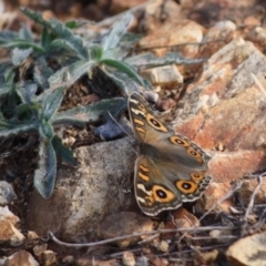 Junonia villida (Meadow Argus) at Hughes Grassy Woodland - 19 Apr 2019 by LisaH