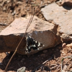 Apina callisto (Pasture Day Moth) at Hughes, ACT - 19 Apr 2019 by LisaH