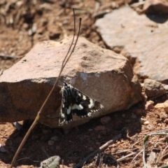 Apina callisto (Pasture Day Moth) at Hughes Grassy Woodland - 19 Apr 2019 by LisaH