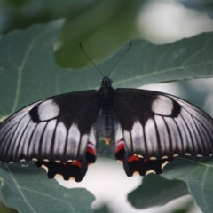 Papilio aegeus (Orchard Swallowtail, Large Citrus Butterfly) at Hughes Grassy Woodland - 19 Apr 2019 by LisaH