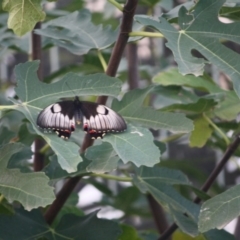 Papilio aegeus at Hughes, ACT - 19 Apr 2019 07:38 PM