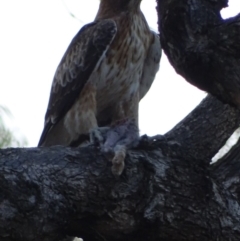 Hieraaetus morphnoides (Little Eagle) by roymcd