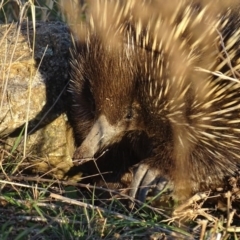 Tachyglossus aculeatus (Short-beaked Echidna) at Garran, ACT - 19 Apr 2019 by roymcd