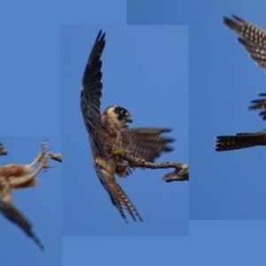 Falco longipennis at Garran, ACT - 16 Apr 2019