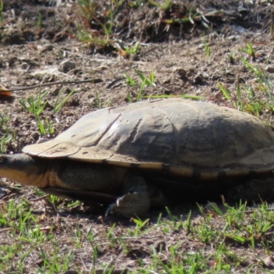 Chelodina longicollis (Eastern Long-necked Turtle) at QPRC LGA - 18 Apr 2019 by Whirlwind