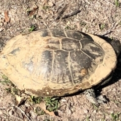 Chelodina longicollis at Sutton, NSW - 18 Apr 2019 10:41 PM