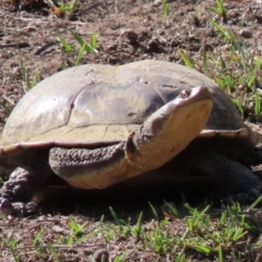 Chelodina longicollis at Sutton, NSW - 18 Apr 2019