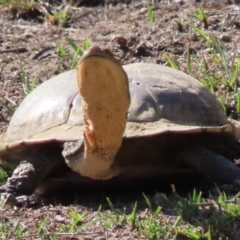 Chelodina longicollis at Sutton, NSW - 18 Apr 2019