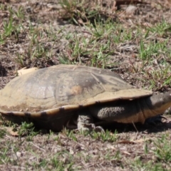 Chelodina longicollis at Sutton, NSW - 18 Apr 2019