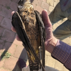 Falco longipennis at Michelago, NSW - 18 Apr 2019