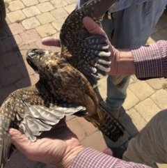 Falco longipennis at Michelago, NSW - 18 Apr 2019