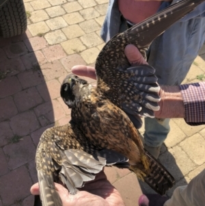 Falco longipennis at Michelago, NSW - 18 Apr 2019