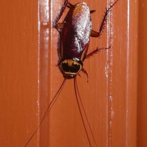 Periplaneta australasiae at Undefined, NSW - 23 Mar 2019 10:08 PM